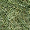 Rabbit Hole Hay - Ultra Premium Mountain Grass for Small