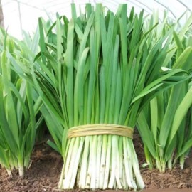 Nygardenia 500 Garlic Chive Seeds for Planting - Heirloom, Non-GMO Chinese Chives.