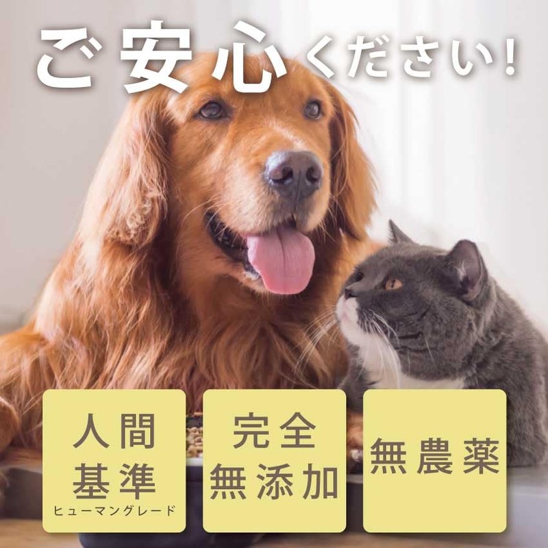 Pupil Support for Dogs and Cats (Revolution of Eating Eyes),