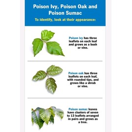 Coretex IVY X Post Contact Cleanser (2) 8oz Bottles POISON IVY OAK SUMAC Great For Camp