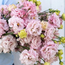 Palm Beach Medicinal Herbs - Voyage 2 Pink Improved Pelleted Lisianthus (Eustoma grandiflorum) - Packet of 20 Seeds