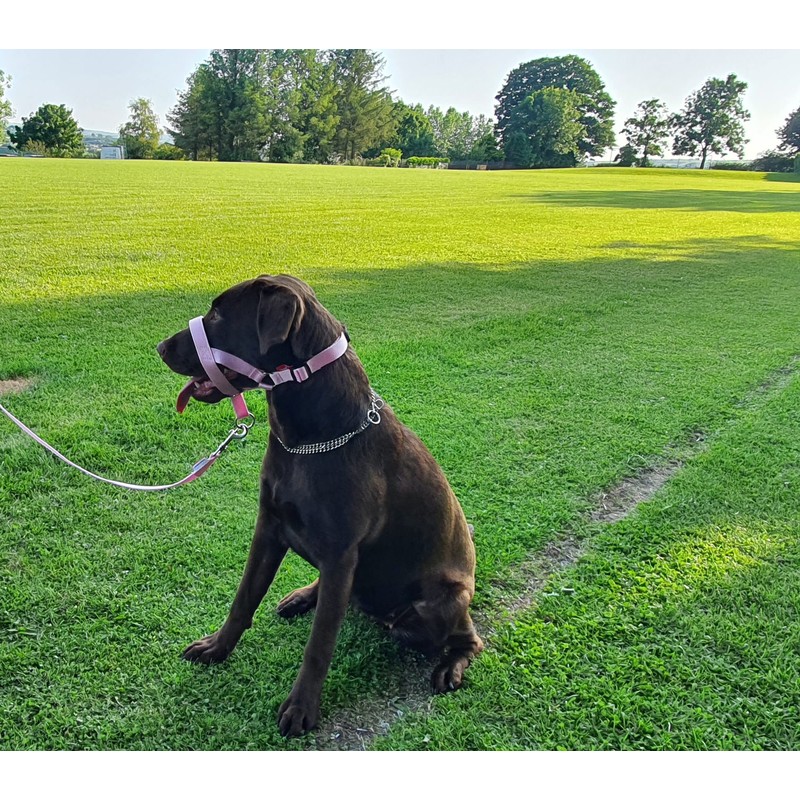 Headcollar Dog Halter/Training Head Collar Training Tool Dog, Head Harness