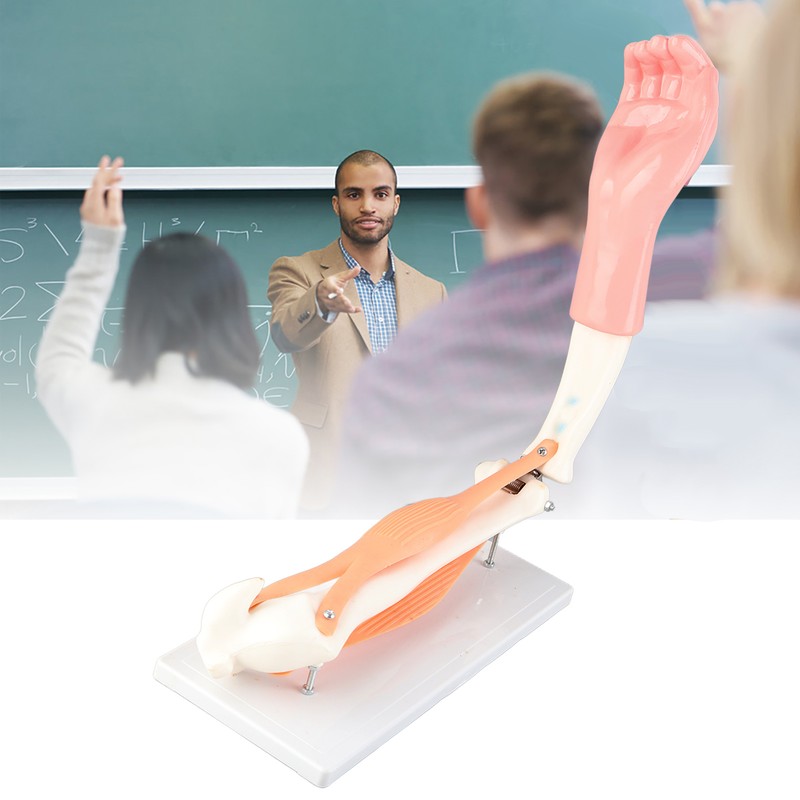 Arm Moving Model Anatomical Elbow Joint Motion Model Primary School