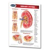 Urinary System Guide - Medical Quick Reference Guide by Permacharts