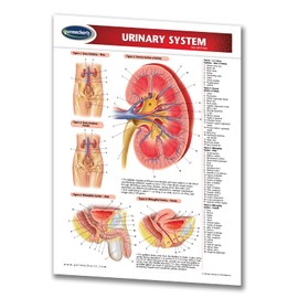 Urinary System Guide - Medical Quick Reference Guide by Permacharts