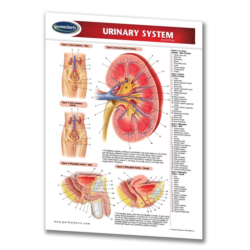 Urinary System Guide - Medical Quick Reference Guide by Permacharts