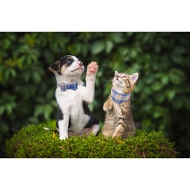 3 PCS Puppy Collar and Leash Set Dog Collars for Small Dogs Dog Bow Tie with Bell Puppy Bandana Leather Dog Collar for Small Dogs Puppies and Cats(Blue)