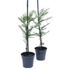 2 Coastal Redwood Trees – Live Plants – Sequoia sempervirens