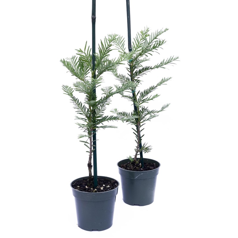 2 Coastal Redwood Trees – Live Plants – Sequoia sempervirens