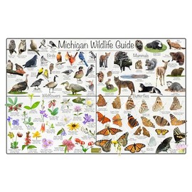 Michigan Wildlife Guide Nature Poster - Science Chart Divided into State Birds, Mammals, Wildflowers, and Butterflies (8" x 12")