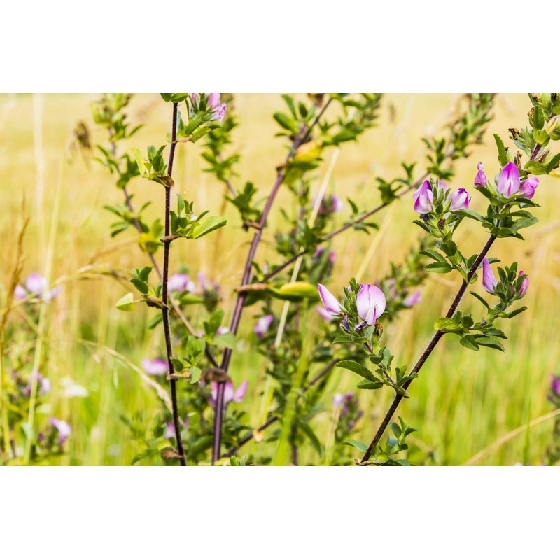 Health Embassy Spiny Restharrow Root (Ononis spinosa L), 50 g