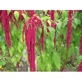 NIKA SEEDS - Flowers Red-Tailed Amaranth - 750 Seeds