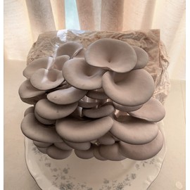 Mushroom Man LLC, Giant Blue Oyster Mushroom Kit