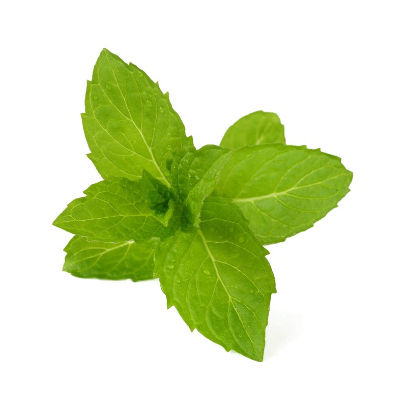 Burt's Bees 100% Natural Moisturizing Lip Balm, Cucumber Mint -