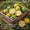 Concentrated Chabara Fruit Skin Powder Juice Plus Lactic Acid Bacteria
