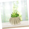 Beavorty 4Pcs sea Urchin Shells for Craft air Plant Tillandsia