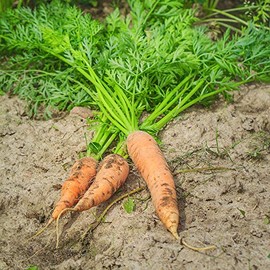 Carrot Seeds - Shin Kuroda 5" - 1 Oz ~20,000 Seeds - Daucus carota VAR. sativus - Farm & Garden Vegetable Seeds - Non-GMO, Heirloom, Open Pollinated, Annual