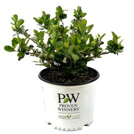 Blooming & Beautiful - Low Scape Mound Aronia - 3 gal - Proven Winners - Deciduous Shrub - White Flowers in Spring - Great Groundcover - Zones 3-9 - Aronia melanocarpa - 3 Gallon Pot