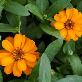 Zinnia Flower Garden Seeds - Profusion Series - Orange - 100 Seeds - Annual Flower Gardening Seed - Zinnia hybrida
