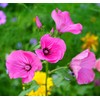Malva Trimestris Seeds for Planting - 200 Malva Trimestris Seeds