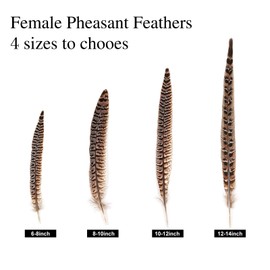 MAOFENG 12pcs Natural Feathers Female Ringneck Pheasant Tails Feathers 12-14inch 30-35cm for Crafts Wedding Party Performance Home DIY Decoration,Female Pheasant Feathers