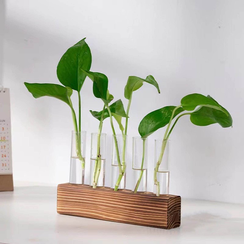 Plant Propagation Station, Plant Propagation Tubes Minimalist Look for Desktop