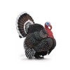CollectA NIP * Turkey * 88762 Bird Gobbler Figure Farm