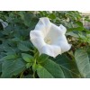 Freshseed White Angel Trumpet Datura Seeds 50