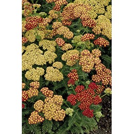 Achillea 'Strawberry Seduction' (Yarrow) Perennial, red flowers, #2 - Size Container