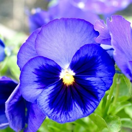 1000+ Perennial Viola Seeds for Planting - Viola Pansy Seeds Non-GMO Heirloom Flower Seeds Attract Butterflies & Open Pollinated