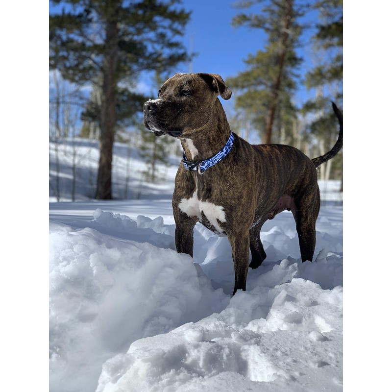 Camo Dog Collar (Large, Blue)