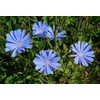Health Embassy Chicory Root | Cichorium L | Herbal Tea
