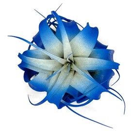 XL Xerographica Colored Air Plant, Live Tillandsia House Plant, Easy Care Indoor Outdoor, Great Gift, Healthy Arrival Guaranteed (Blue)