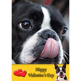 Boston Terrier Dog Valentines Day Card