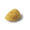 Croll and Denecke L050 Fine-Pored Natural Sponge, Levantiner from the Mittelmeer,