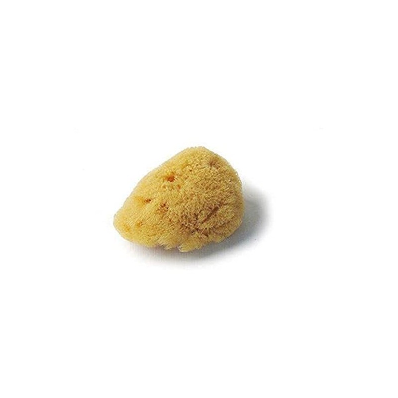 Croll and Denecke L050 Fine-Pored Natural Sponge, Levantiner from the Mittelmeer,