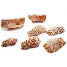 25 Turkey Wing Shells 1.5-2.5" Beach Arts & Crafts Coastal Cottage Nautical Deco