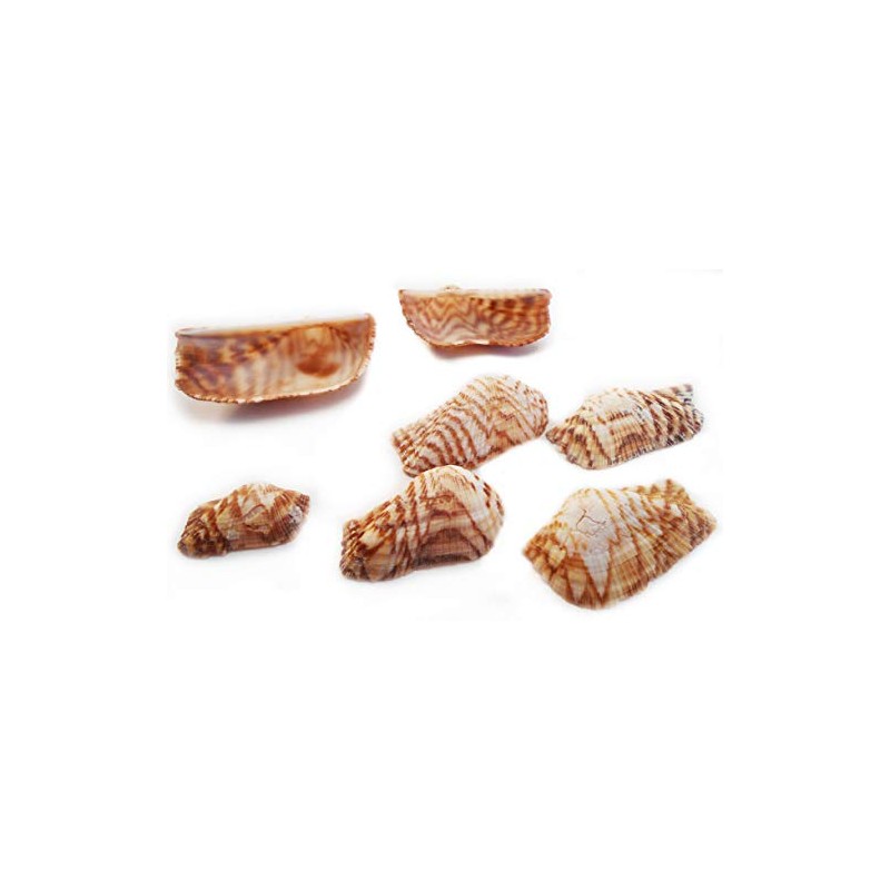 25 Turkey Wing Shells 1.5-2.5" Beach Arts & Crafts Coastal