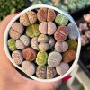 100pcs Mixed Succulent Plant Seeds, Living Stones Lithops Seeds.