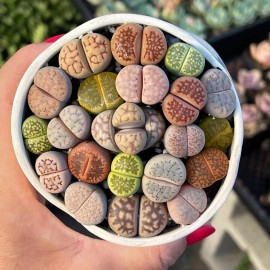 100pcs Mixed Succulent Plant Seeds, Living Stones Lithops Seeds.