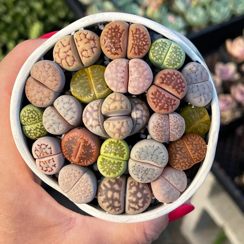 100pcs Mixed Succulent Plant Seeds, Living Stones Lithops Seeds.
