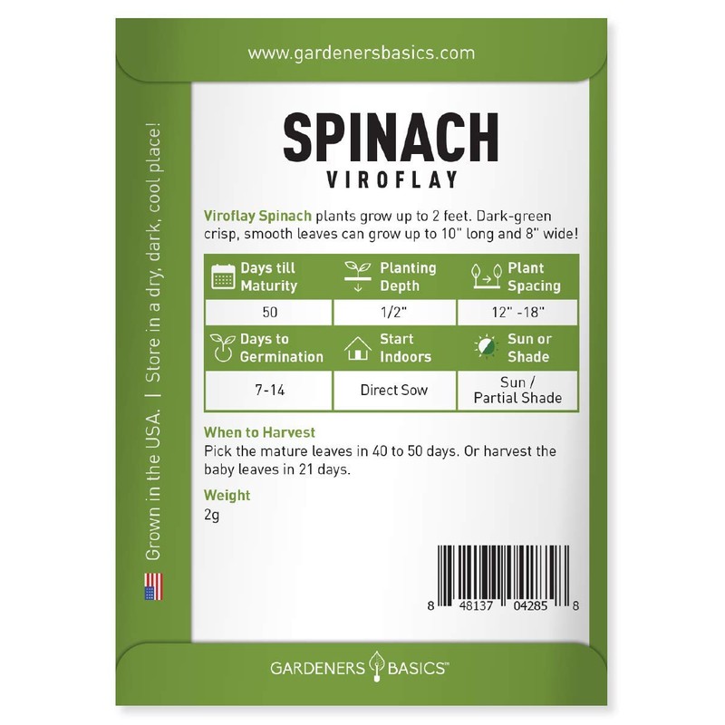 Gardeners Basics, Spinach Seeds for Planting (Viroflay) is A Great