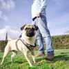 Huxley & Kent Hudson Walking & Training Harness - Black