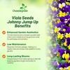 Outsidepride Johnny Jump Up Viola Wild Flower Seeds - 5000