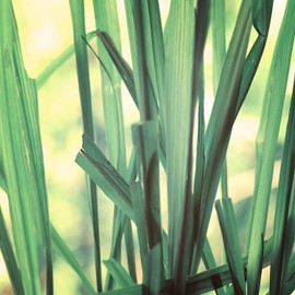 Naissance Lavendelöl (Nr. 102) 50ml 100% natürliches ätherisches Öl