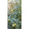 Homemade Dried Organic Jujube Leaves 2 oz