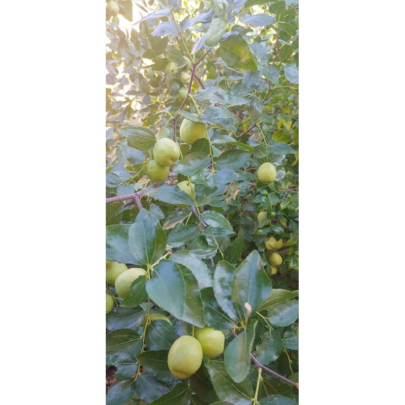 Homemade Dried Organic Jujube Leaves 2 oz