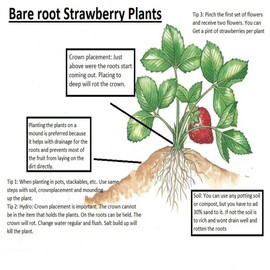 San Andreas Everbearing 25 Live Strawberry Plants, Non GMO,