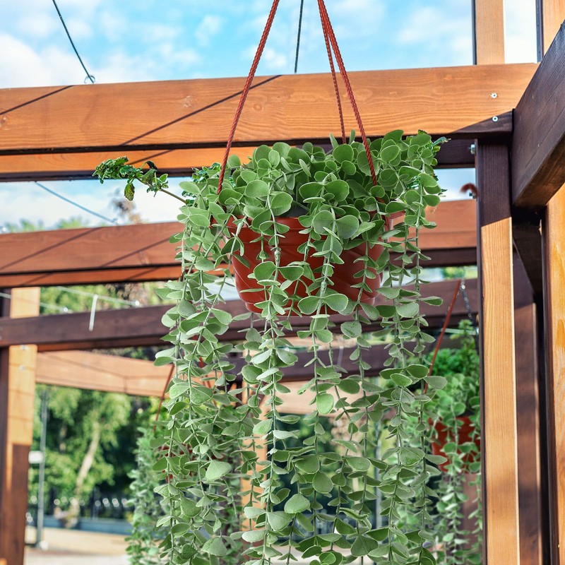 Tioncy 50 Pcs Plastic Hanging Planter Round Hanging Pot for