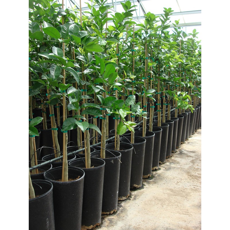 Stuewe & Sons – TP815R Treepot – 8” x 15”